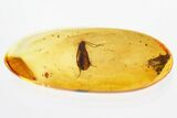 Detailed Fossil Caddisfly (Trichoptera) In Baltic Amber #321896-1